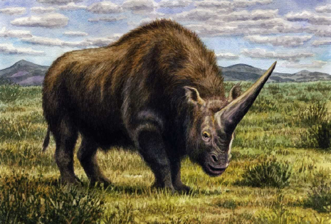 Analizan, por primera vez, el ADN del unicornio siberiano