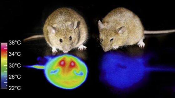 MÃ¡s cerca de la hibernaciÃ³n humana: ya es posible conseguirlo en ratones