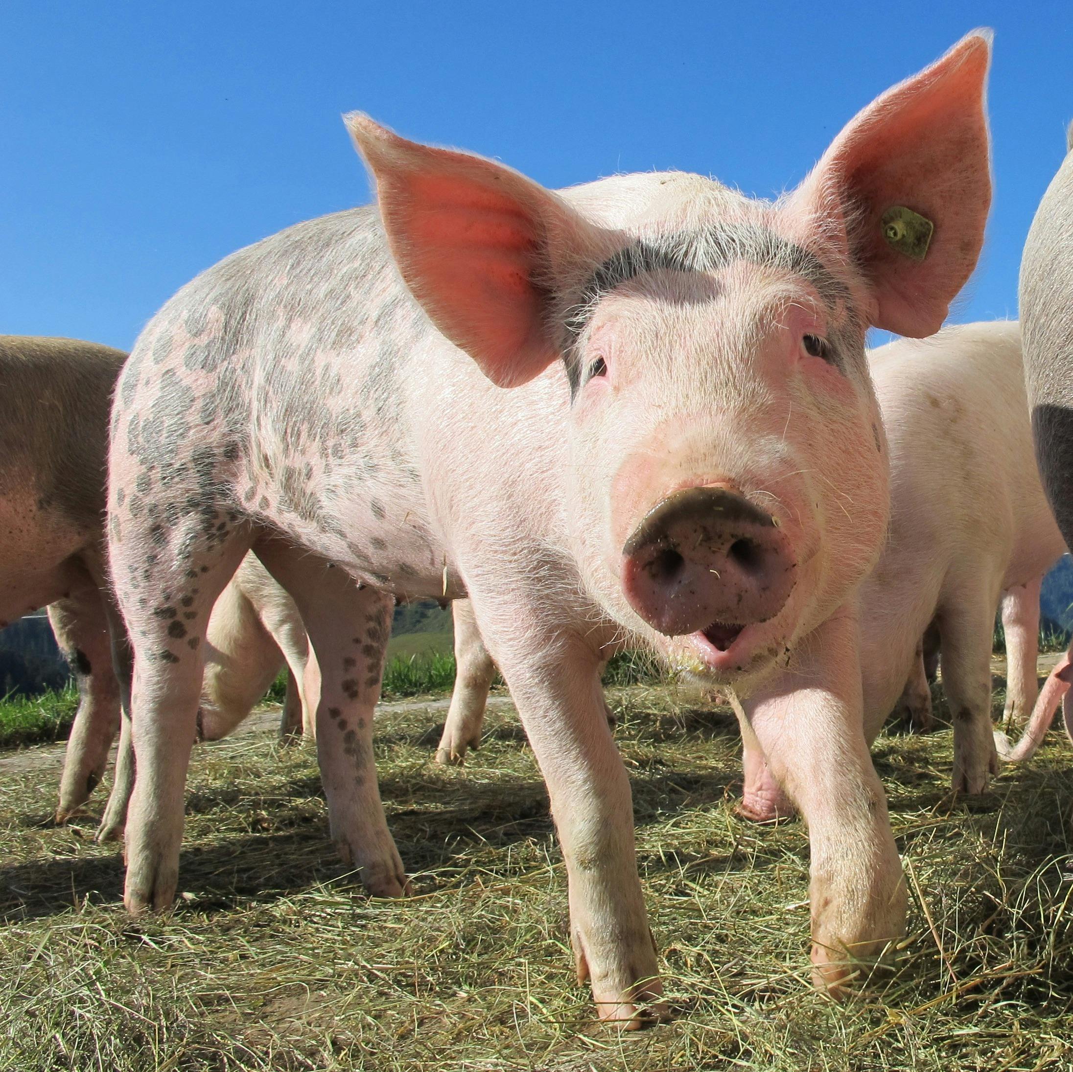 Trasplante de riñón de cerdo a humano