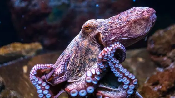 ¿Son los pulpos una forma de vida extraterrestre?