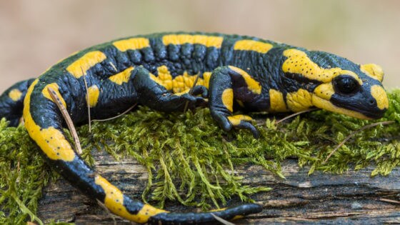 Descubren que los humanos tenemos Â«ocultaÂ» una capacidad de regeneraciÃ³n similar a la de las salamandras