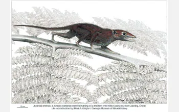 AsÃ­ eran los proto-mamÃ­feros que convivieron con los dinosaurios