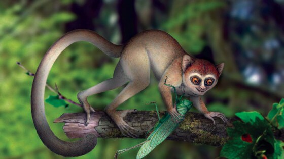 Encuentran al “padre” de todos los primates, incluido el hombre
