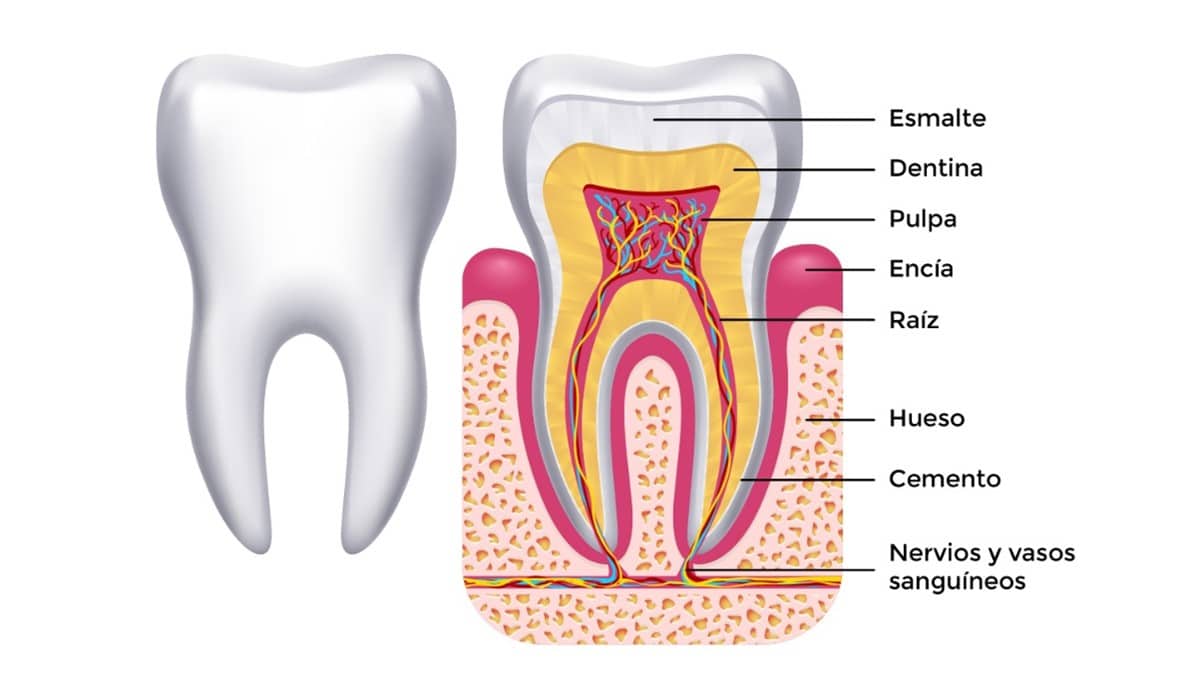 Más Allá de la Estética: La Importancia de la Salud Capilar y Dental