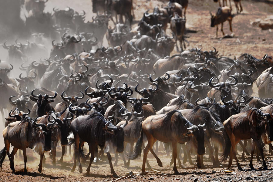 Grandes migraciones animales